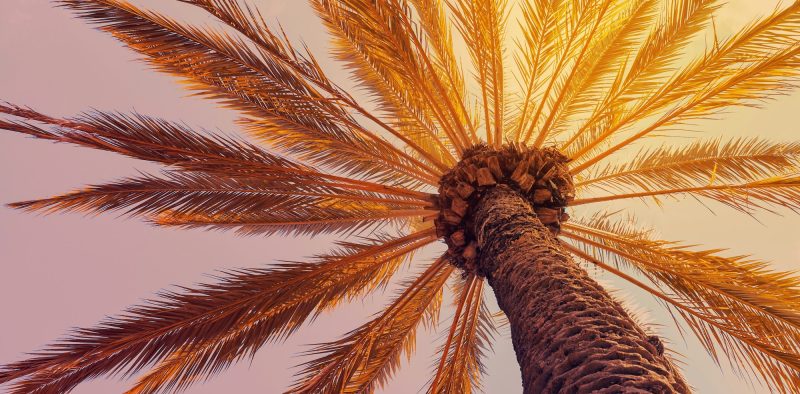 Palm tree at sunset, natural background