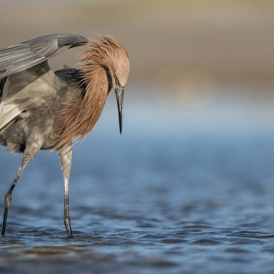 Reddish Egret in Florida